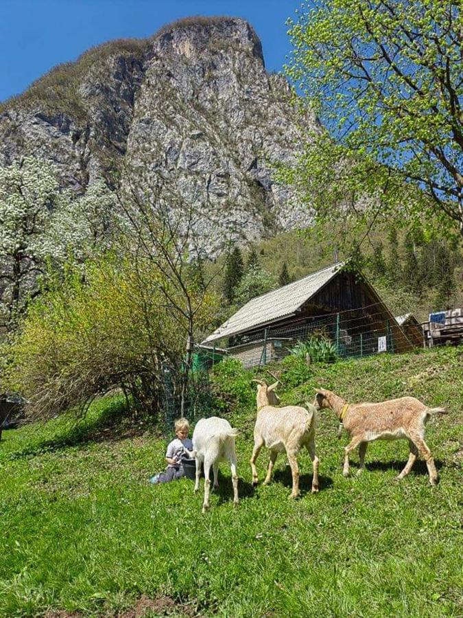 Turisticna Kmetija Pri Andreju Διαμέρισμα Bohinj Εξωτερικό φωτογραφία