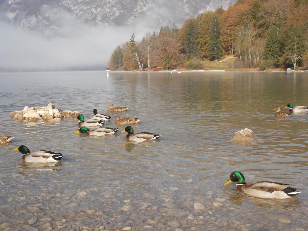 Turisticna Kmetija Pri Andreju Διαμέρισμα Bohinj Εξωτερικό φωτογραφία