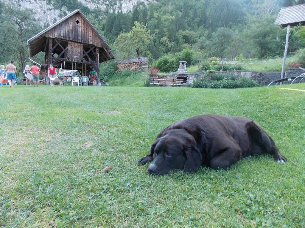 Turisticna Kmetija Pri Andreju Διαμέρισμα Bohinj Εξωτερικό φωτογραφία